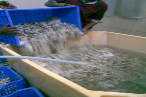 DEVI SEA FOODS